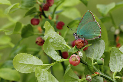 BUITEN BEELD Foto: 274453