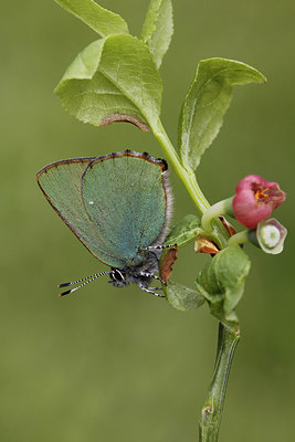 BUITEN BEELD Foto: 274454