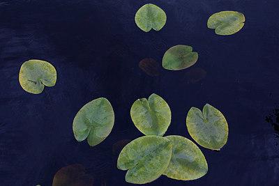 BUITEN BEELD Foto: 274467