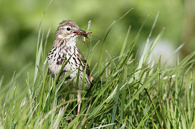 BUITEN BEELD Foto: 274481