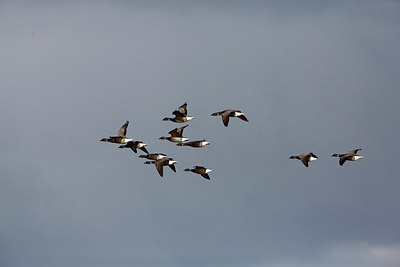 BUITEN BEELD Foto: 274495