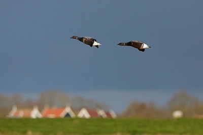 BUITEN BEELD Foto: 274496