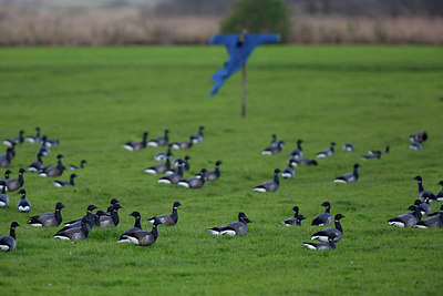 BUITEN BEELD Foto: 274497