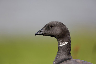 BUITEN BEELD Foto: 274498