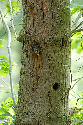 BUITEN BEELD Foto: 274533