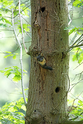 BUITEN BEELD Foto: 274534