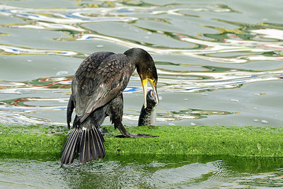 BUITEN BEELD Foto: 274538