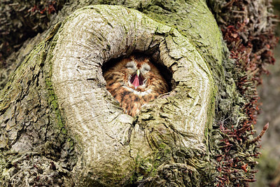 BUITEN BEELD Foto: 274539