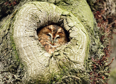 BUITEN BEELD Foto: 274541