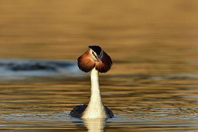 BUITEN BEELD Foto: 274547