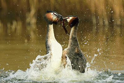 BUITEN BEELD Foto: 274548