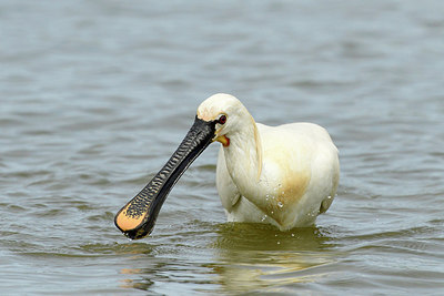 BUITEN BEELD Foto: 274551