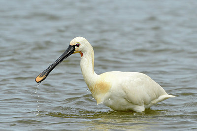 BUITEN BEELD Foto: 274552