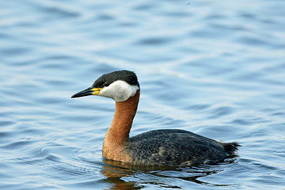 BUITEN BEELD Foto: 274553