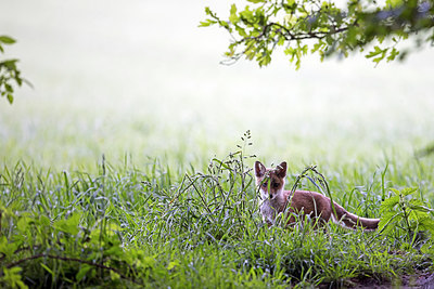 BUITEN BEELD Foto: 274557