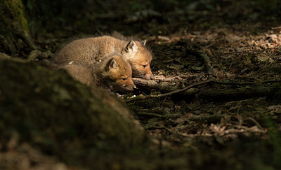 BUITEN BEELD Foto: 274559