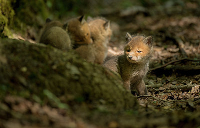 BUITEN BEELD Foto: 274560