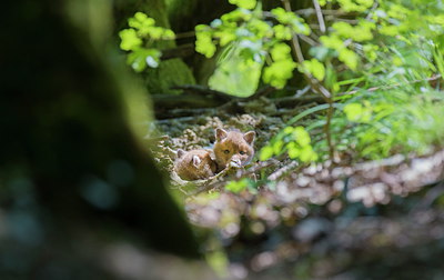 BUITEN BEELD Foto: 274564