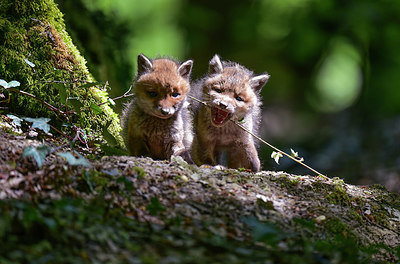 BUITEN BEELD Foto: 274566