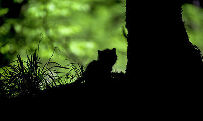 BUITEN BEELD Foto: 274568
