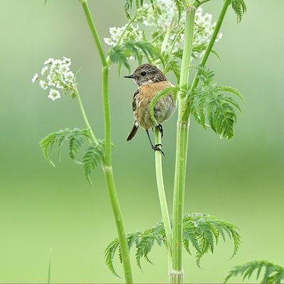 BUITEN BEELD Foto: 274623