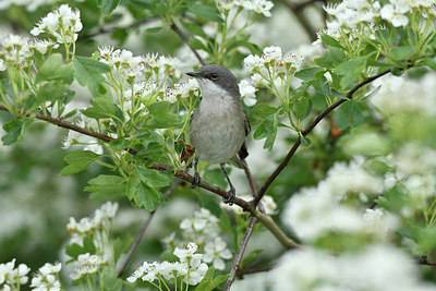 BUITEN BEELD Foto: 274626