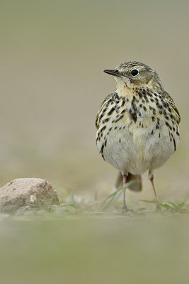 BUITEN BEELD Foto: 274629