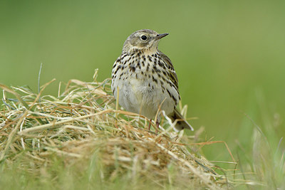 BUITEN BEELD Foto: 274631