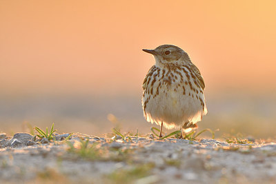 BUITEN BEELD Foto: 274637