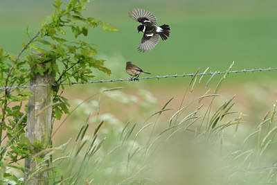 BUITEN BEELD Foto: 274642