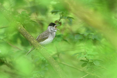 BUITEN BEELD Foto: 274643