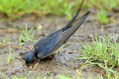 BUITEN BEELD Foto: 274644