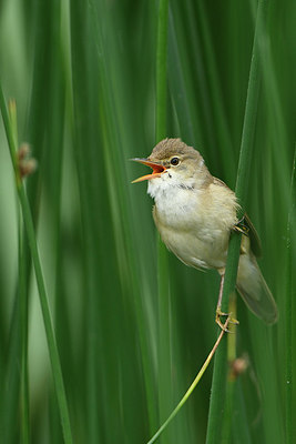 BUITEN BEELD Foto: 274645