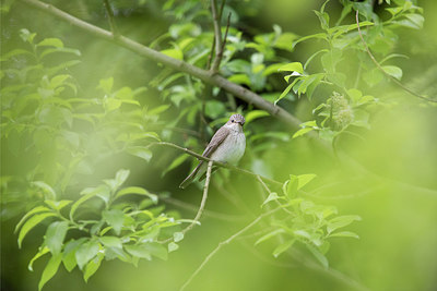 BUITEN BEELD Foto: 274652
