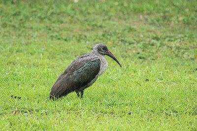 BUITEN BEELD Foto: 274656