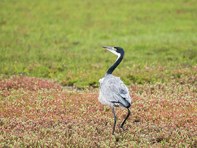 BUITEN BEELD Foto: 274660