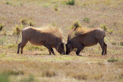 BUITEN BEELD Foto: 274670