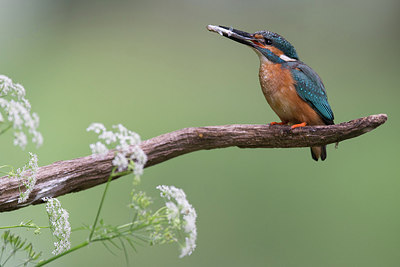 BUITEN BEELD Foto: 274689