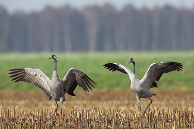 BUITEN BEELD Foto: 274694