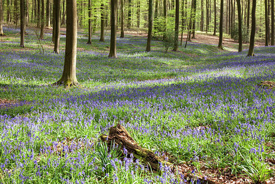 BUITEN BEELD Foto: 274735