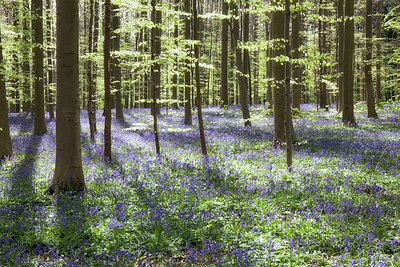 BUITEN BEELD Foto: 274753