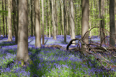BUITEN BEELD Foto: 274756