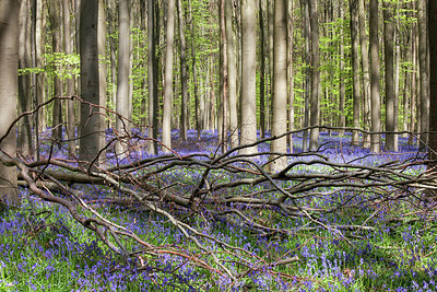 BUITEN BEELD Foto: 274757