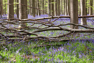 BUITEN BEELD Foto: 274758