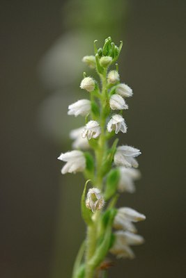 BUITEN BEELD Foto: 274762