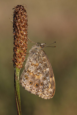 BUITEN BEELD Foto: 274792