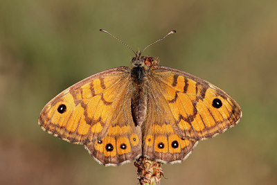 BUITEN BEELD Foto: 274793