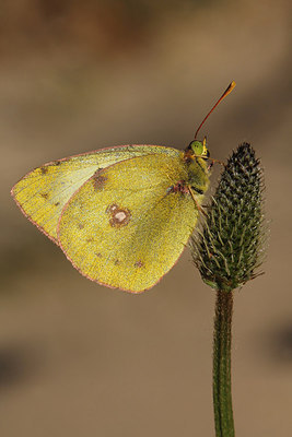 BUITEN BEELD Foto: 274795
