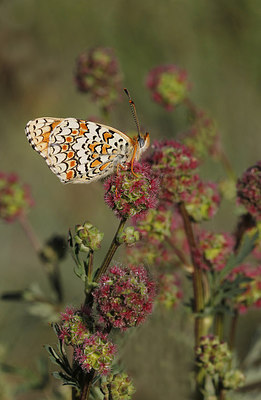 BUITEN BEELD Foto: 274797