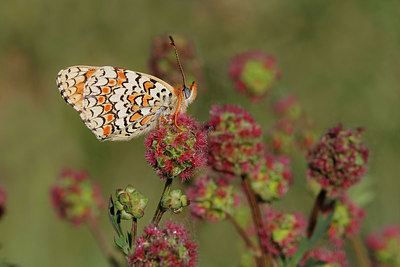 BUITEN BEELD Foto: 274798
